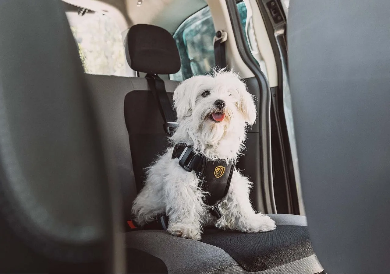 1 BABYAUTO PETS-S-TX-5130-nes-122